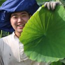 6시 내고향 내만갯벌 연근농장 연잎 연꽃 연잎차 택배 주문 방법 안내