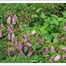 초롱꽃공원 이미지