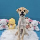 댕댕뷰티 이미지