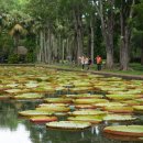 팜플루트 이미지