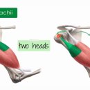 Muscles of upper arm and shoulder blade 이미지