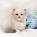 미오미오 고양이분양 이미지