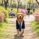 부전천 | 🌸부산 서면 봄산책! 강아지 하네스 추천🐾