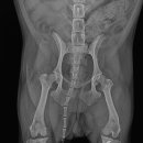 Dr.dog동물의료센터 이미지