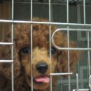 말티와푸들이사는집 이미지