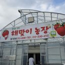 해맞이농장 | 포항 해맞이 농장 딸기 구매 후기/포항 딸기농장 직구매 후기
