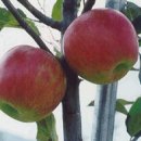 해외 도입 신품종 사과(중생종)의 과실특성 이미지