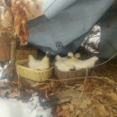 모정농장 이미지