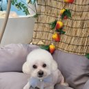 몽샴푸 이미지