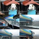 개와집 이미지