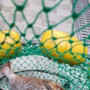 도심어부 이미지