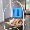 참좋은동물병원 이미지