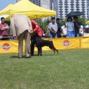 프라이드 켄넬 이미지