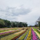 연천군청입구 | 2025년 10월 연천국화축제 기본정보부터 율무축제까지!