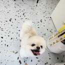 우디네 점빵 이미지