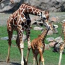 Wildlife Brave Giraffe Kick Five Lion To Save Baby - Power of LION In The A 이미지