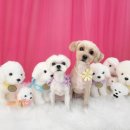 유로애견샵 이미지