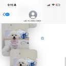 뽀송하개 애견미용 이미지