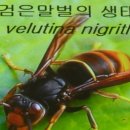 흑등말벌, 3월부터 5월 사이에 전국적으로 동시에 방제가 중요 이미지