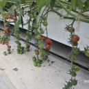 시우네농장 이미지