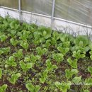 육값하네식육가든 | 제주 남원 맛집 신선한 흑돼지요리를 맛보다 육값하네식육가든