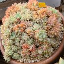 골드라벨 이미지