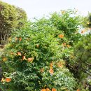 백남준로 이미지