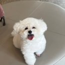 마이펫30(My Pet 30)) 이미지