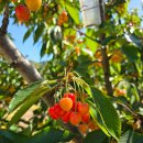 진도체리원 이미지