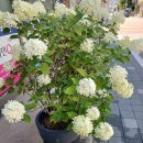 선우미애「그립다」 이미지