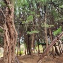 백양산 양묘장 이미지