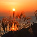 동백섬의 일출 이미지