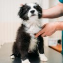 온유동물병원 이미지