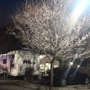 포레스트카라반 | 구례 카라반 추천｜지리산 포레스트카라반파크 벚꽃 시즌 숙소 후기