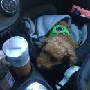 청순하개 이미지