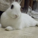 마시야