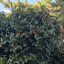 학동한옥펜션 이미지