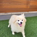 강아지 마을 이미지