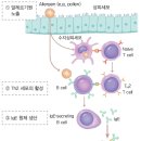 [의사에게 배우는 인체생리학] 갑자기 눈물, 콧물에 두드러기까지… 이럴 때 어떻게 하나요? 이미지