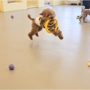 리치펫하우스 이미지