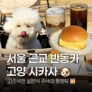펑키애견 | [고양 일산] 시카사 | 반려동반 가능한 고즈넉한 일본식 주택 카페, 26년 5월1일 공휴일에 가볼만한...