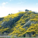 개나리하우징 이미지