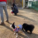 애견랜드 이미지