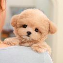 인천 강아지분양 고양이분양 미유펫 이미지