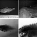 붉바리 인공 종자의 기형어인 두후부함몰증 (頭後部陥没症, saddleback syndrome deformity) 이미지