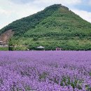 라벤더 이미지