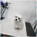 우리동네 멍뭉살롱 네이버블로그