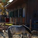 포니랜드 이미지