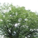 용연사길 이미지