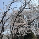 지곡공원 | 포항 지곡 영일대 호수공원봄벚꽃 풍경